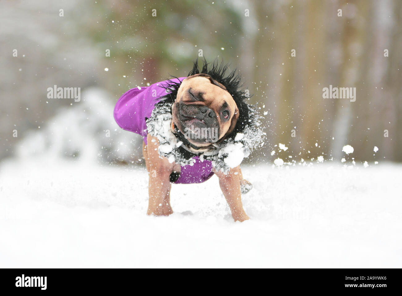 Cute small brown French Bulldog dog wearing a warm winter fur coat shaking off snow Stock Photo