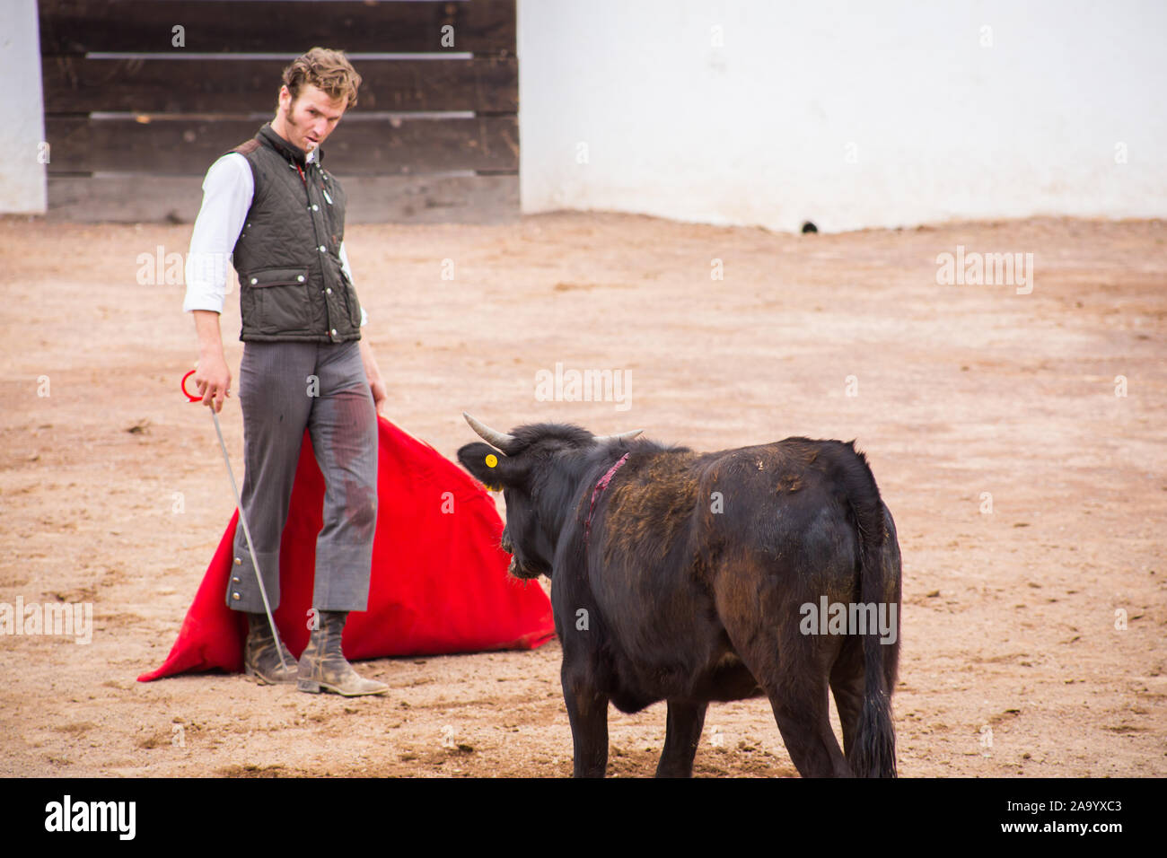 Spanish mexican bullfighter testing calf in a cattle raising ranch