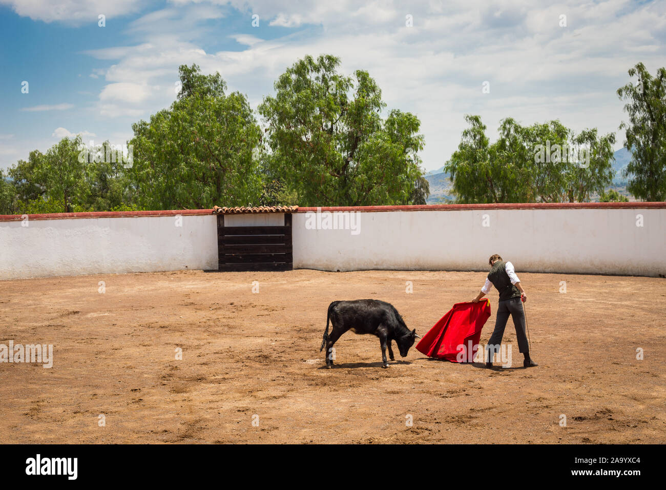 Spanish mexican bullfighter testing calf in a cattle raising ranch