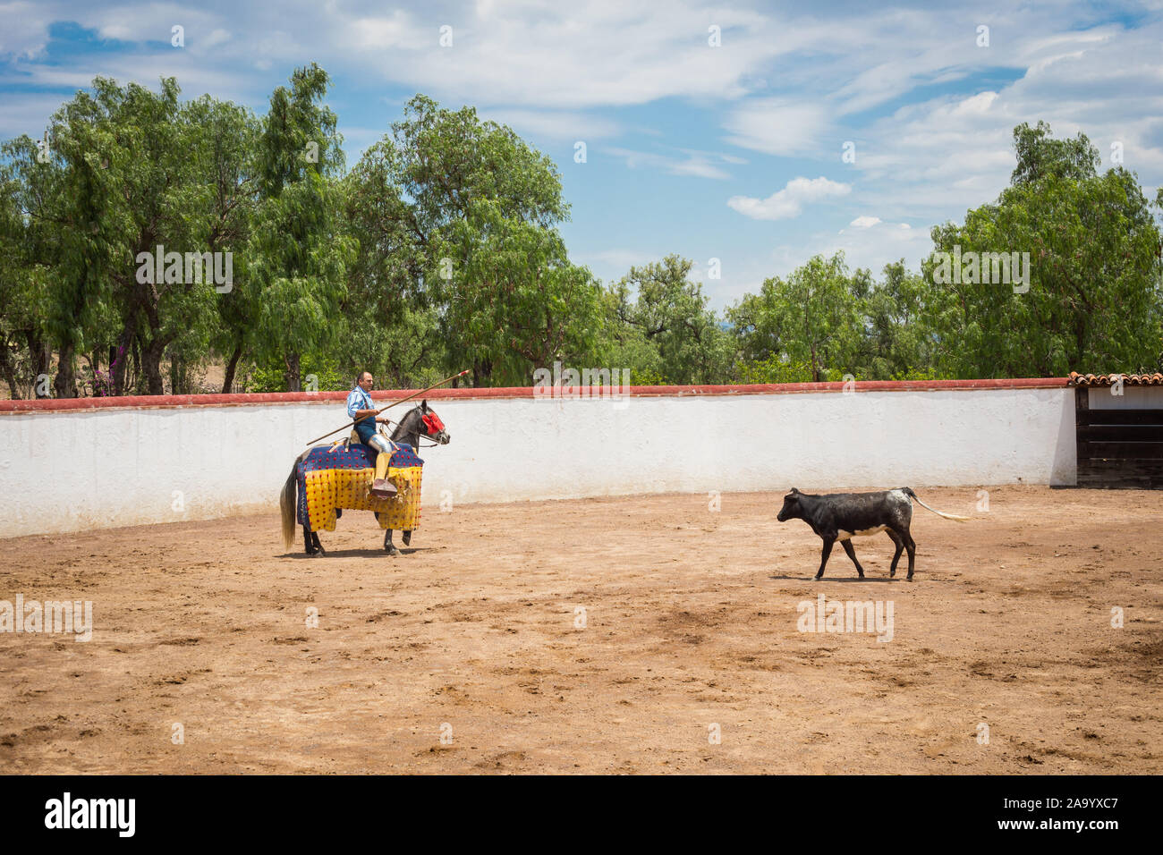 Spanish mexican picador testing calf in a cattle raising ranch