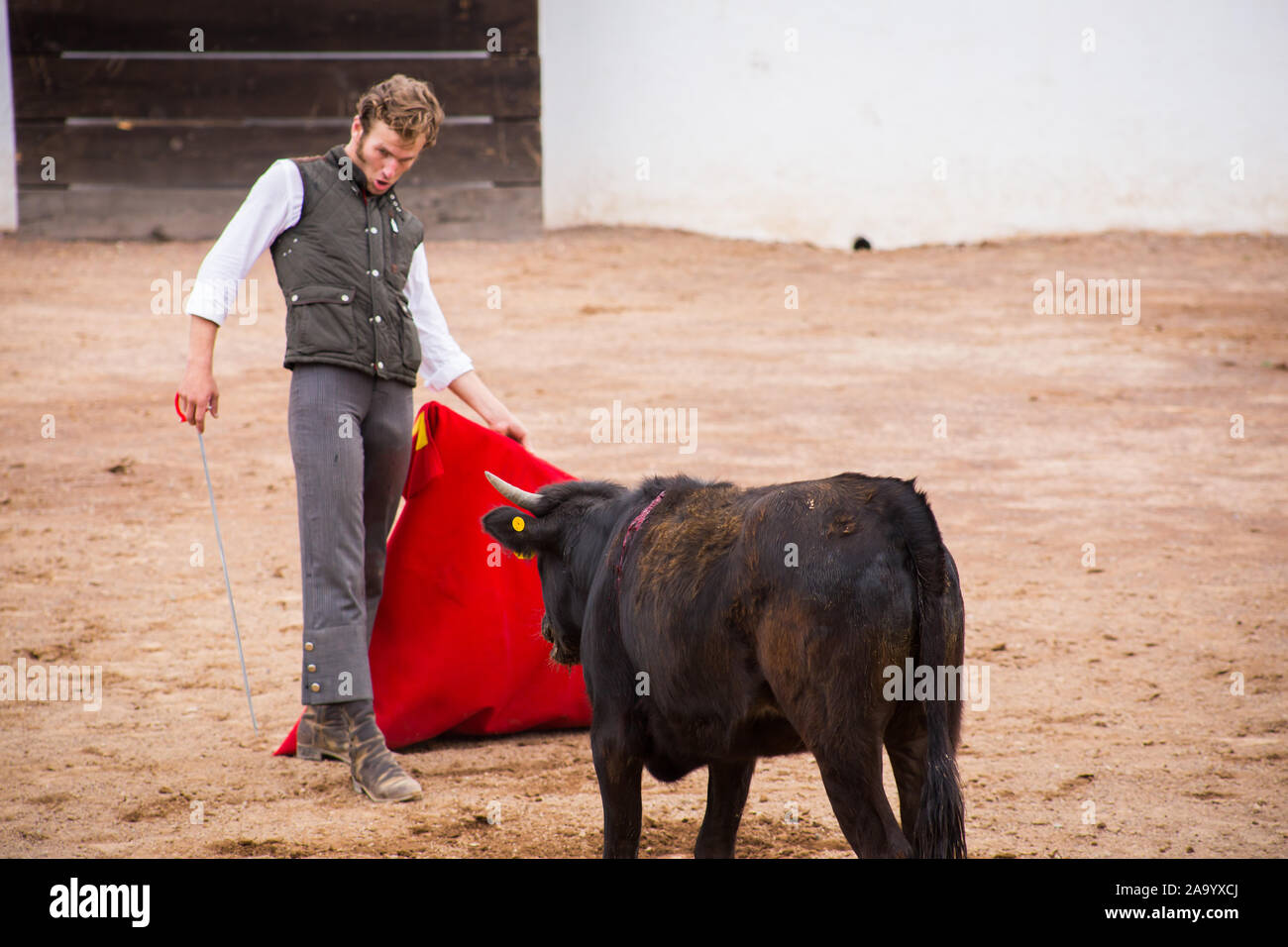 Spanish mexican bullfighter testing calf in a cattle raising ranch