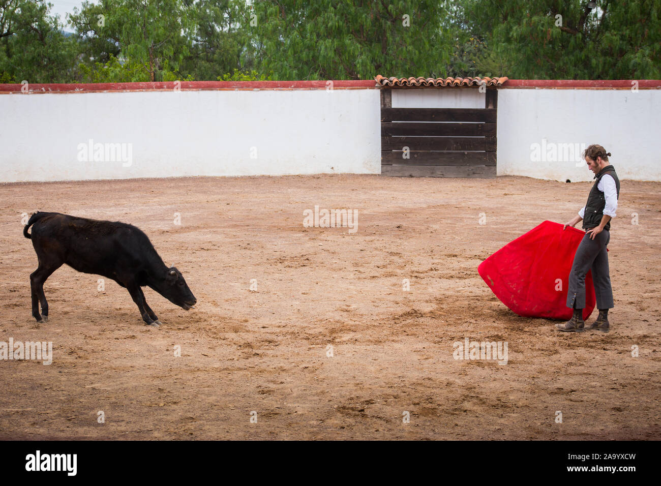 Spanish mexican bullfighter testing calf in a cattle raising ranch