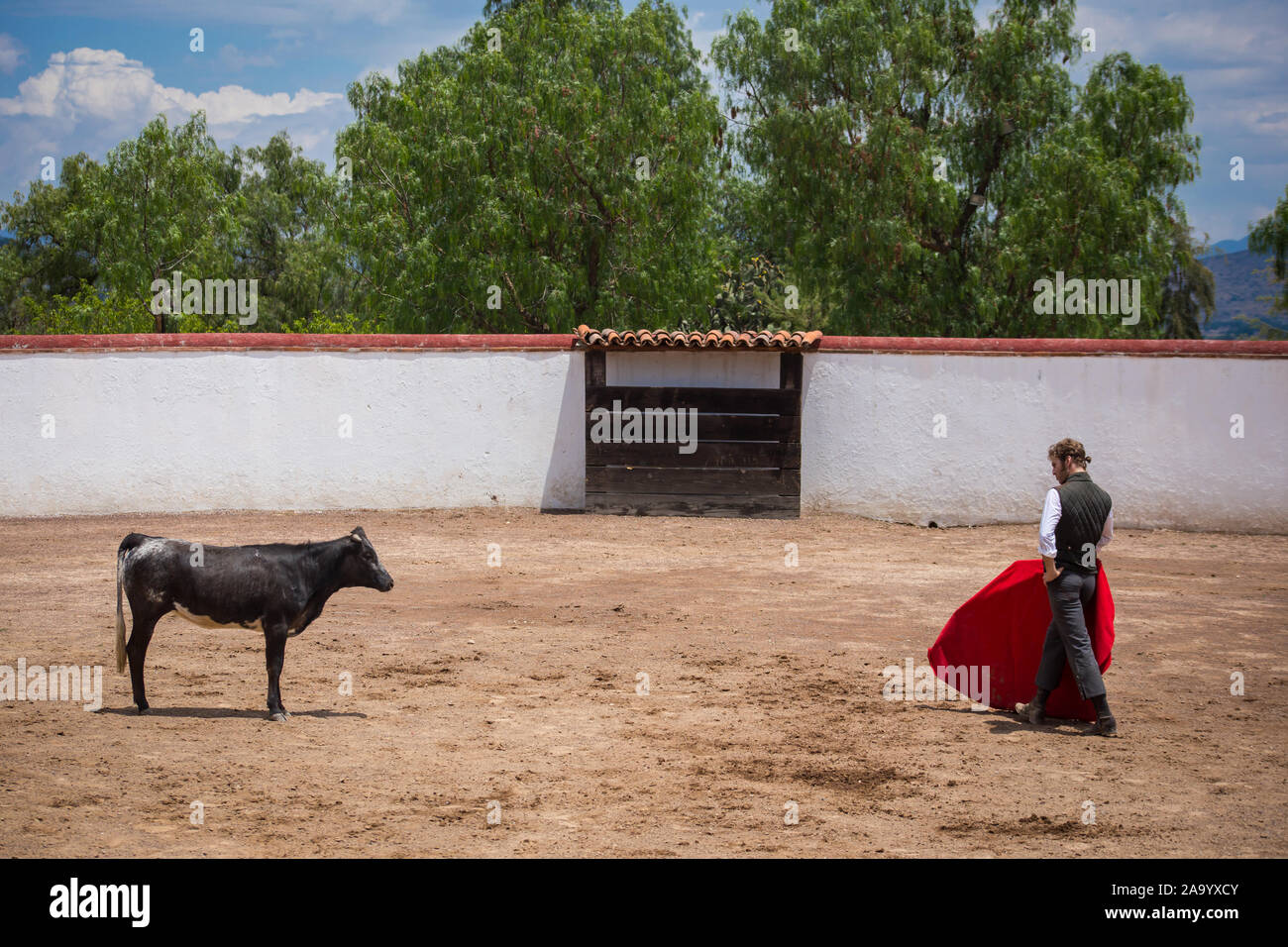 Spanish mexican bullfighter testing calf in a cattle raising ranch
