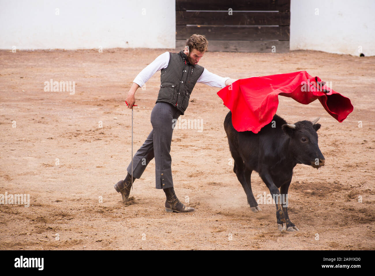 Spanish mexican bullfighter testing calf in a cattle raising ranch