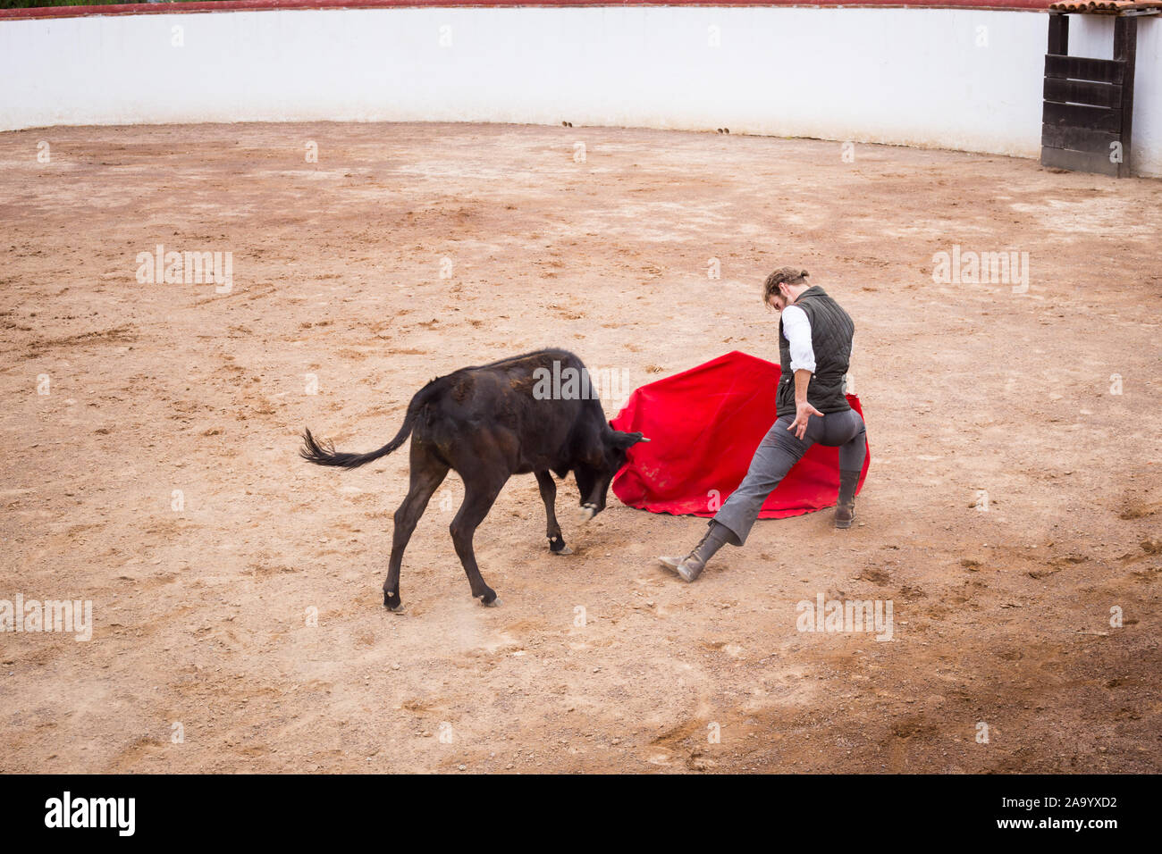Spanish mexican bullfighter testing calf in a cattle raising ranch