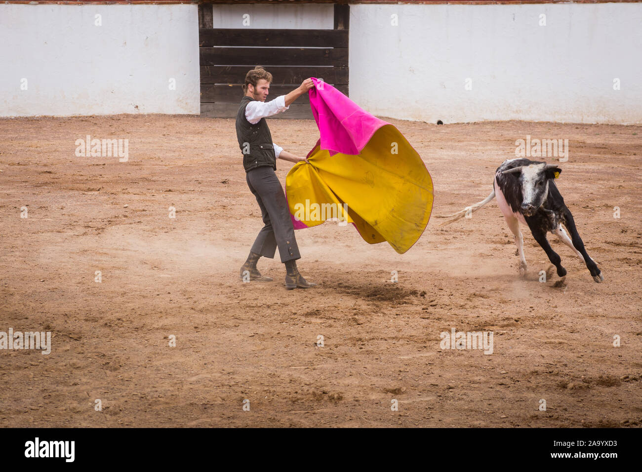 Spanish mexican bullfighter testing calf in a cattle raising ranch