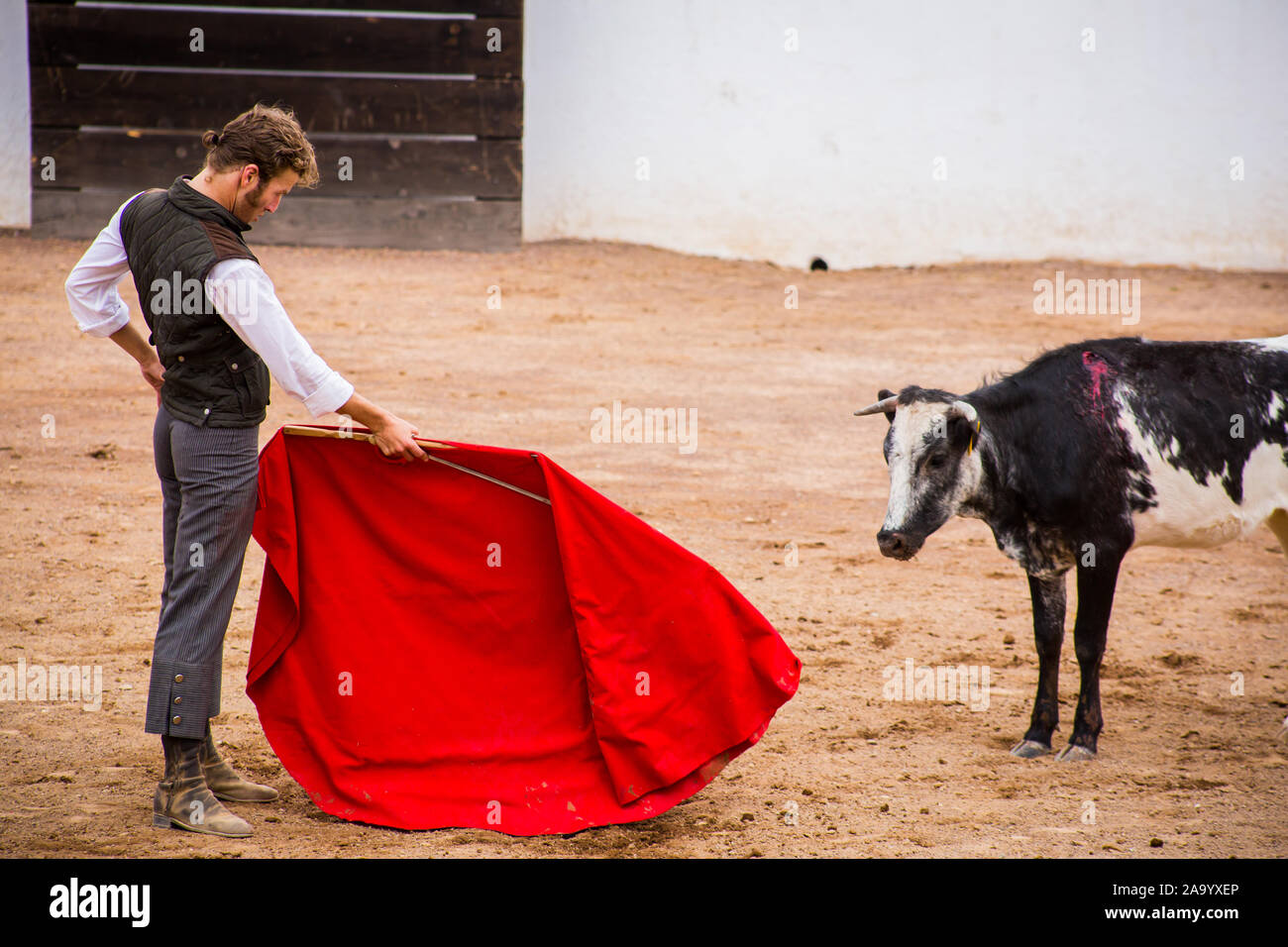 Spanish mexican bullfighter testing calf in a cattle raising ranch