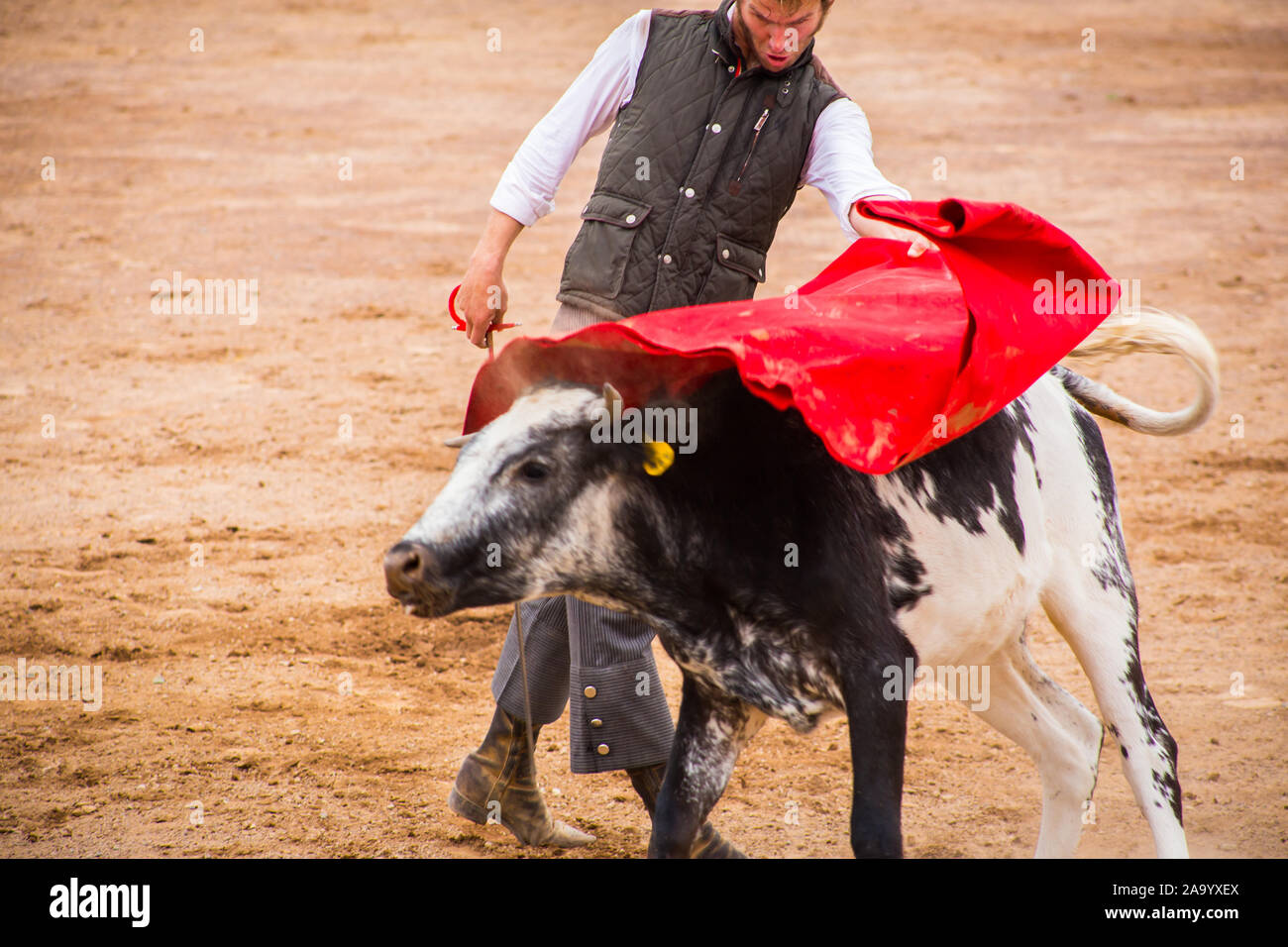 Spanish mexican bullfighter testing calf in a cattle raising ranch