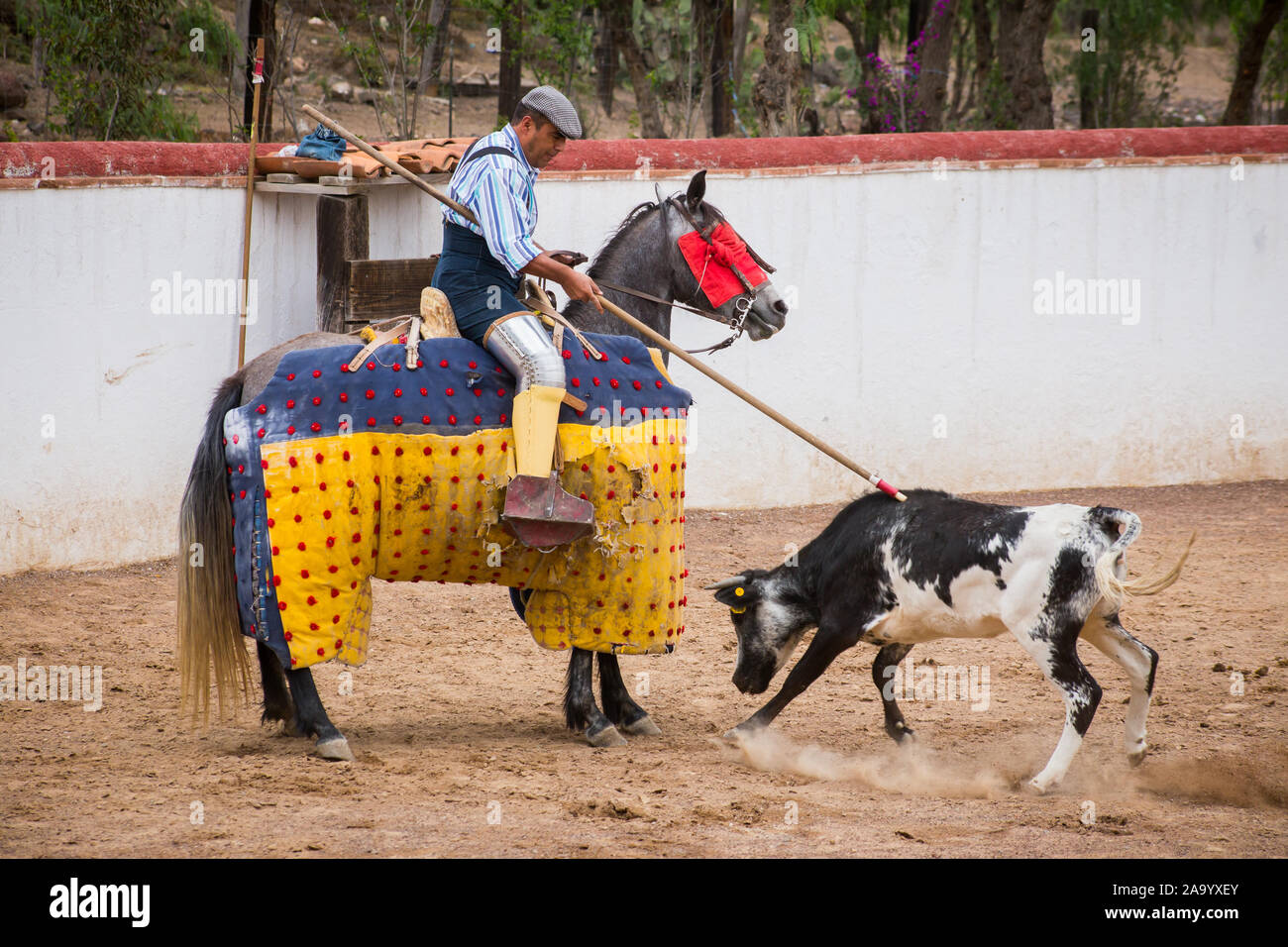 Spanish mexican picador testing calf in a cattle raising ranch