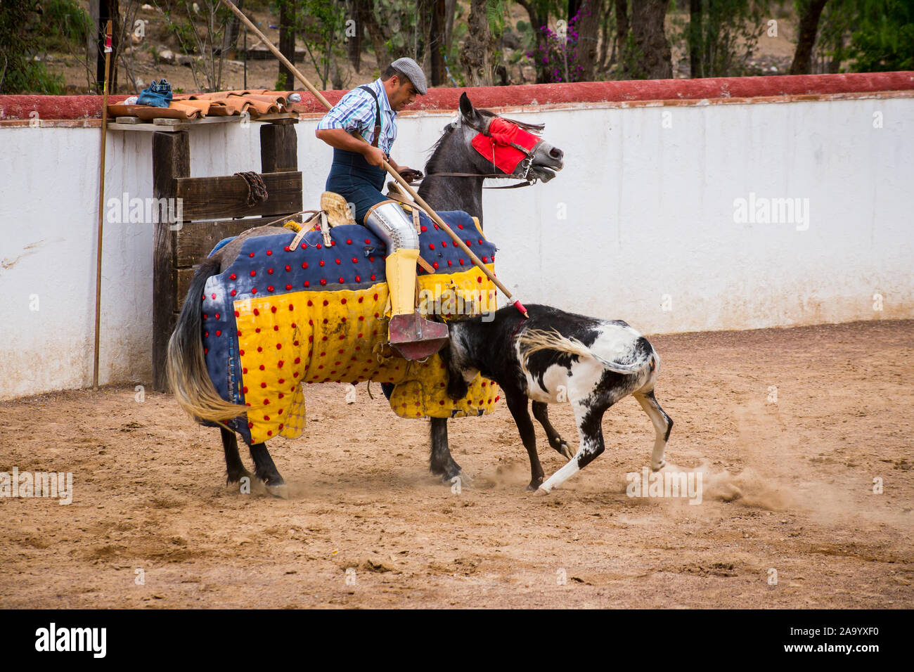 Spanish mexican picador testing calf in a cattle raising ranch