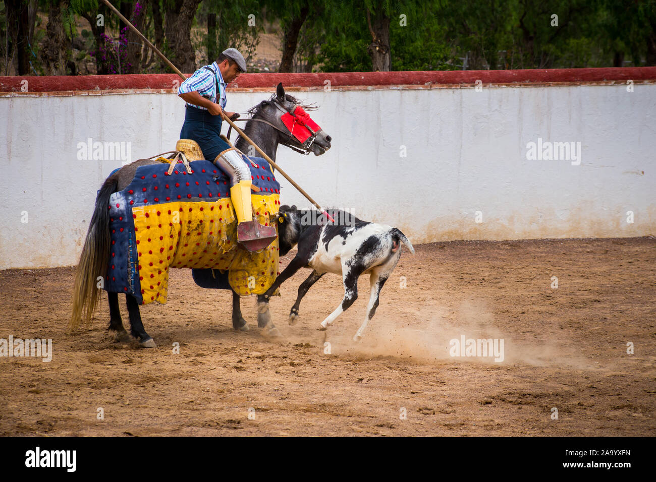 Spanish mexican picador testing calf in a cattle raising ranch