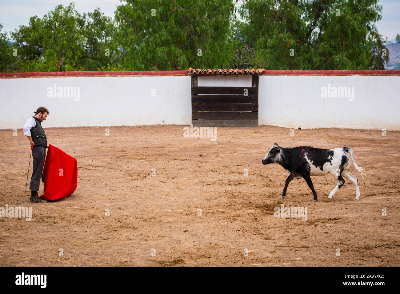 Spanish mexican bullfighter testing calf in a cattle raising ranch