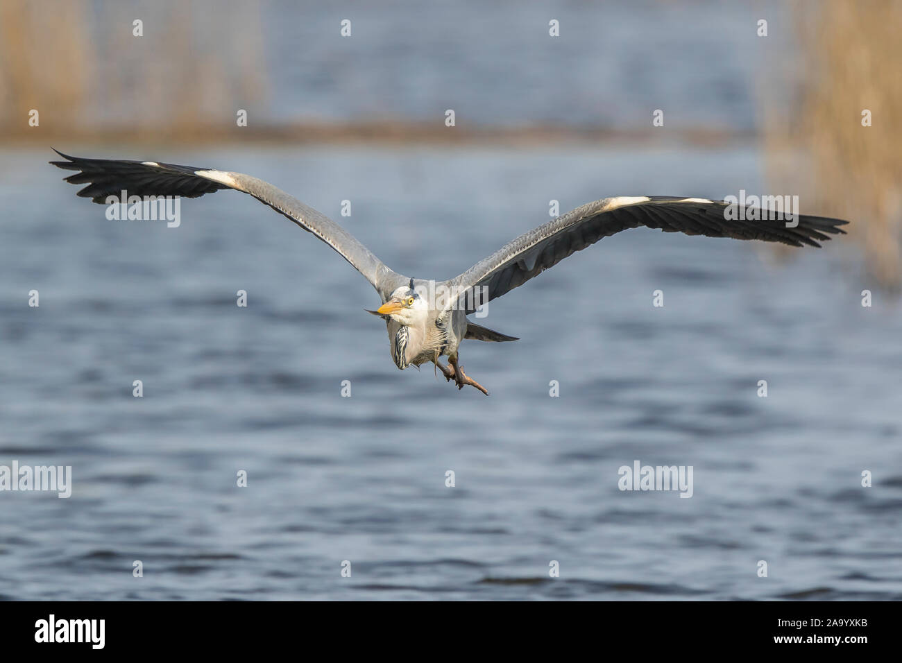 Front close up of wild, UK grey heron bird (Ardea cinerea) isolated outdoors in flight, flying over water at a nature reserve, wings spread. Stock Photo