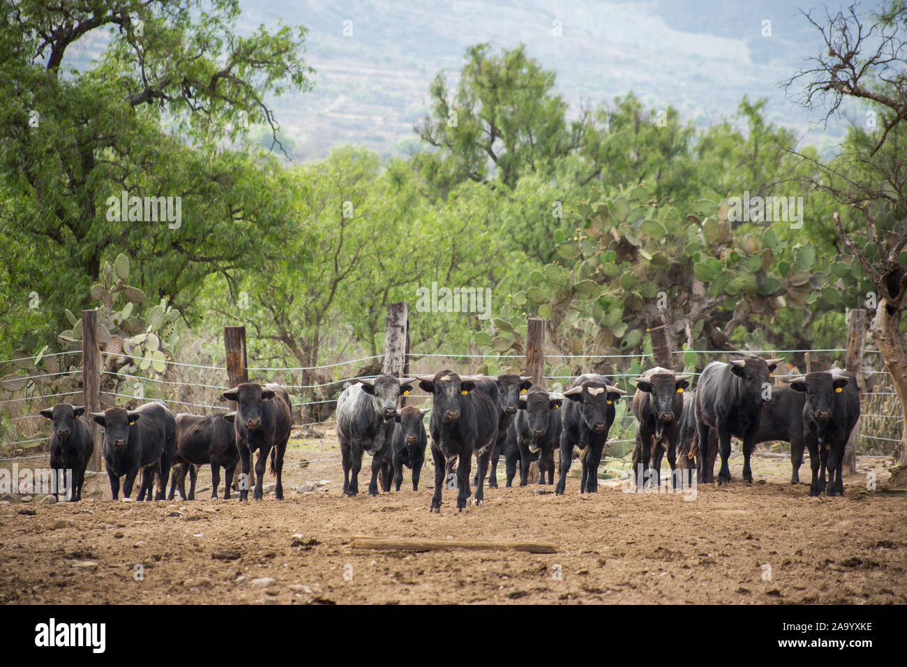 Bulls in a cattle raising ranch in mexico Stock Photo - Alamy