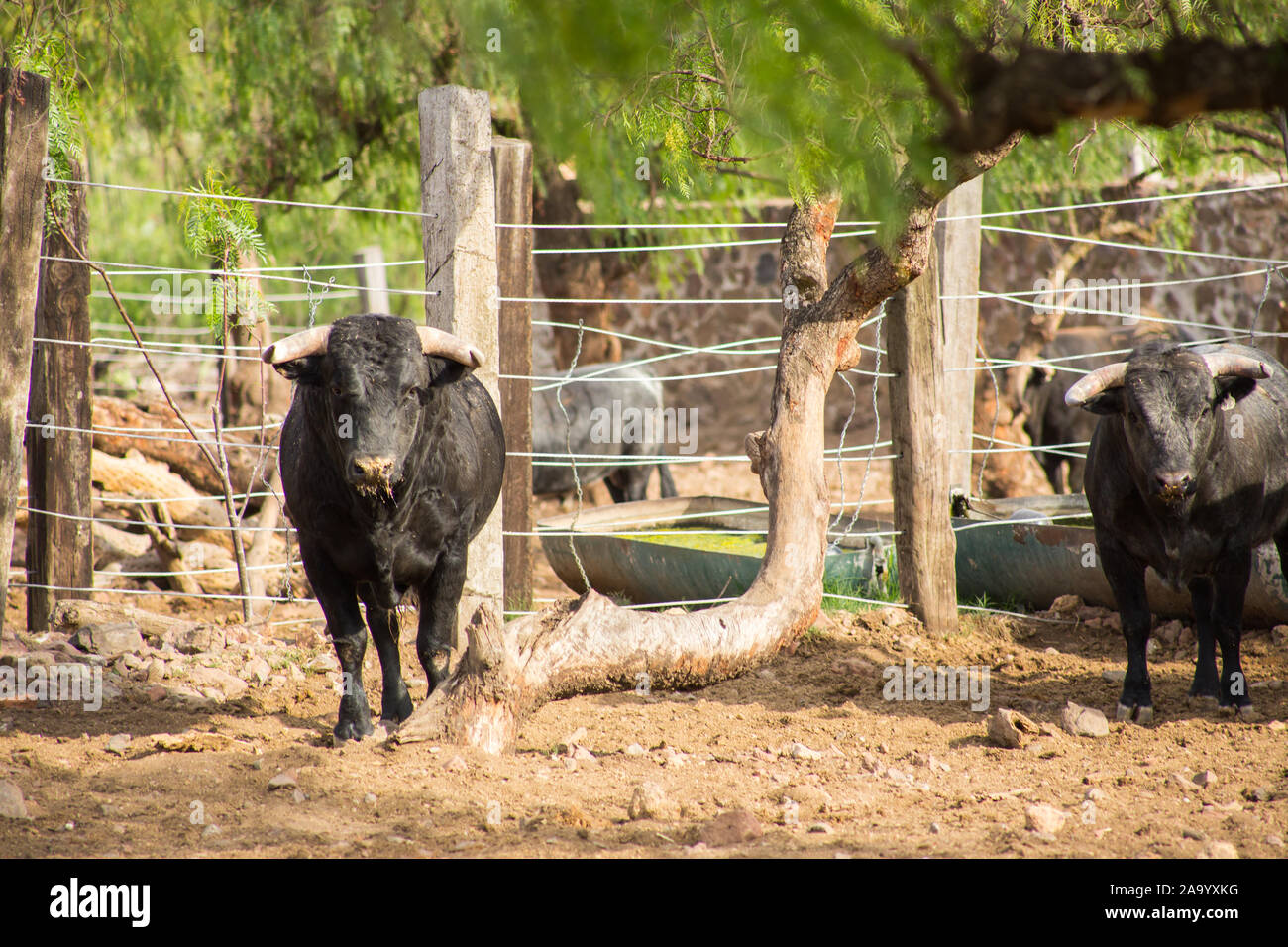 Bulls in a cattle raising ranch in mexico Stock Photo Alamy