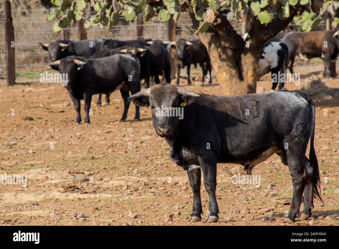 Bulls in a cattle raising ranch in mexico Stock Photo Alamy