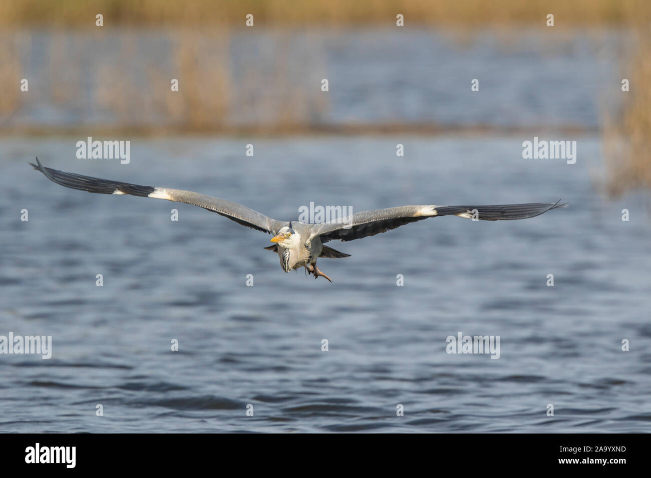 Front view of UK grey heron bird (Ardea cinerea) isolated in flight, wings spread flying over UK fresh water lake at wetlands nature reserve. Stock Photo