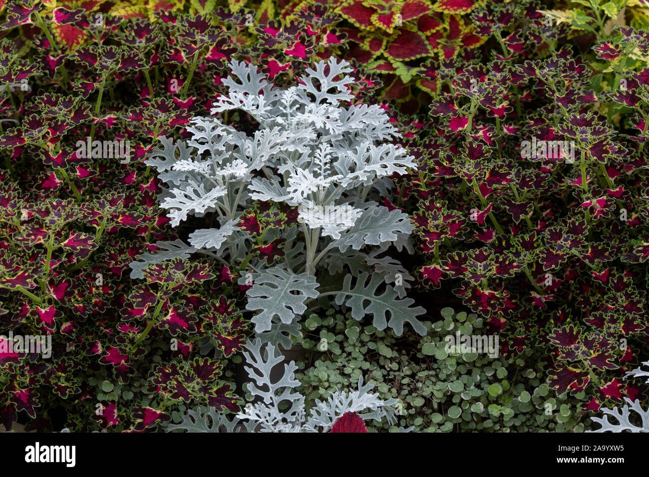 Senecio cineraria ‘Silver dust’ and Solenostemon ‘Satellite mix’. Silver Ragwot ‘Silver dust’ and Coleus plant foliage Stock Photo