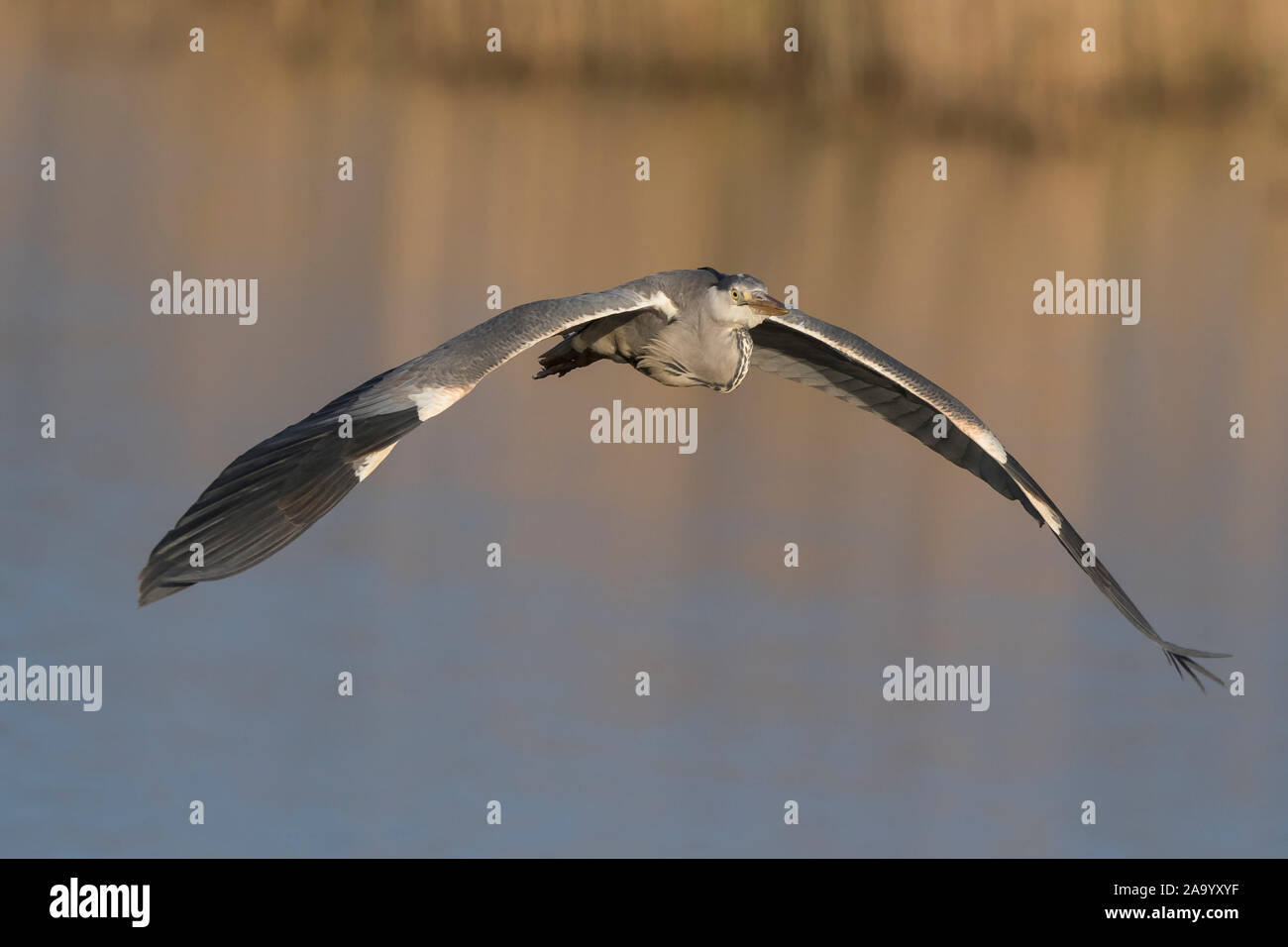 Approaching wild UK grey heron (Ardea cinerea) isolated in flight over freshwater lake at wetlands nature reserve. Bird with open wings. Stock Photo