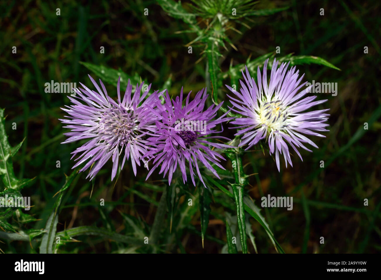 Galactites tomentosa (purple milk thistle) is a biennial herb usually found on barren ground or pastures. It is native to Mediterranean countries. Stock Photo