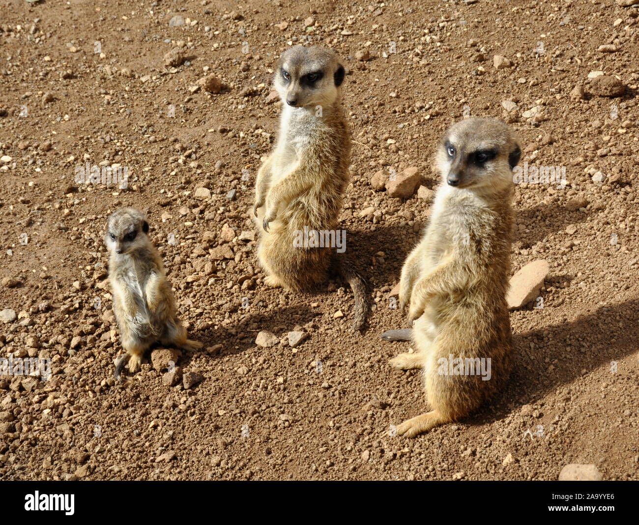 Meerkats Suricata suricatta keep watch in the desert Stock Photo