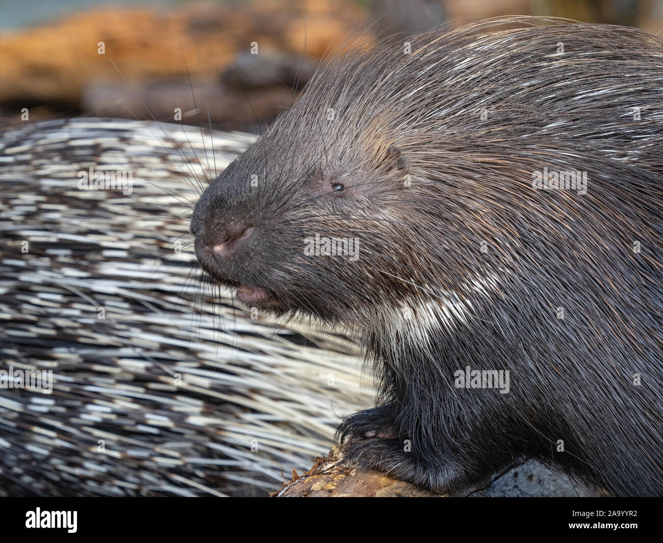 Porcupine quill native hi-res stock photography and images - Alamy