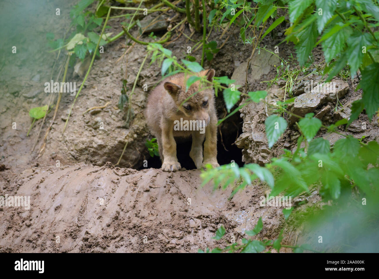 Wolf, Canis lupus, young in cave Stock Photo - Alamy