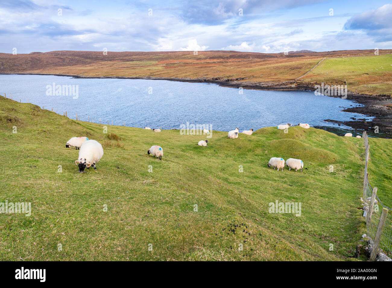 Sheep Grazing above Tulm Bay, Isle of Sky, Scotland Stock Photo