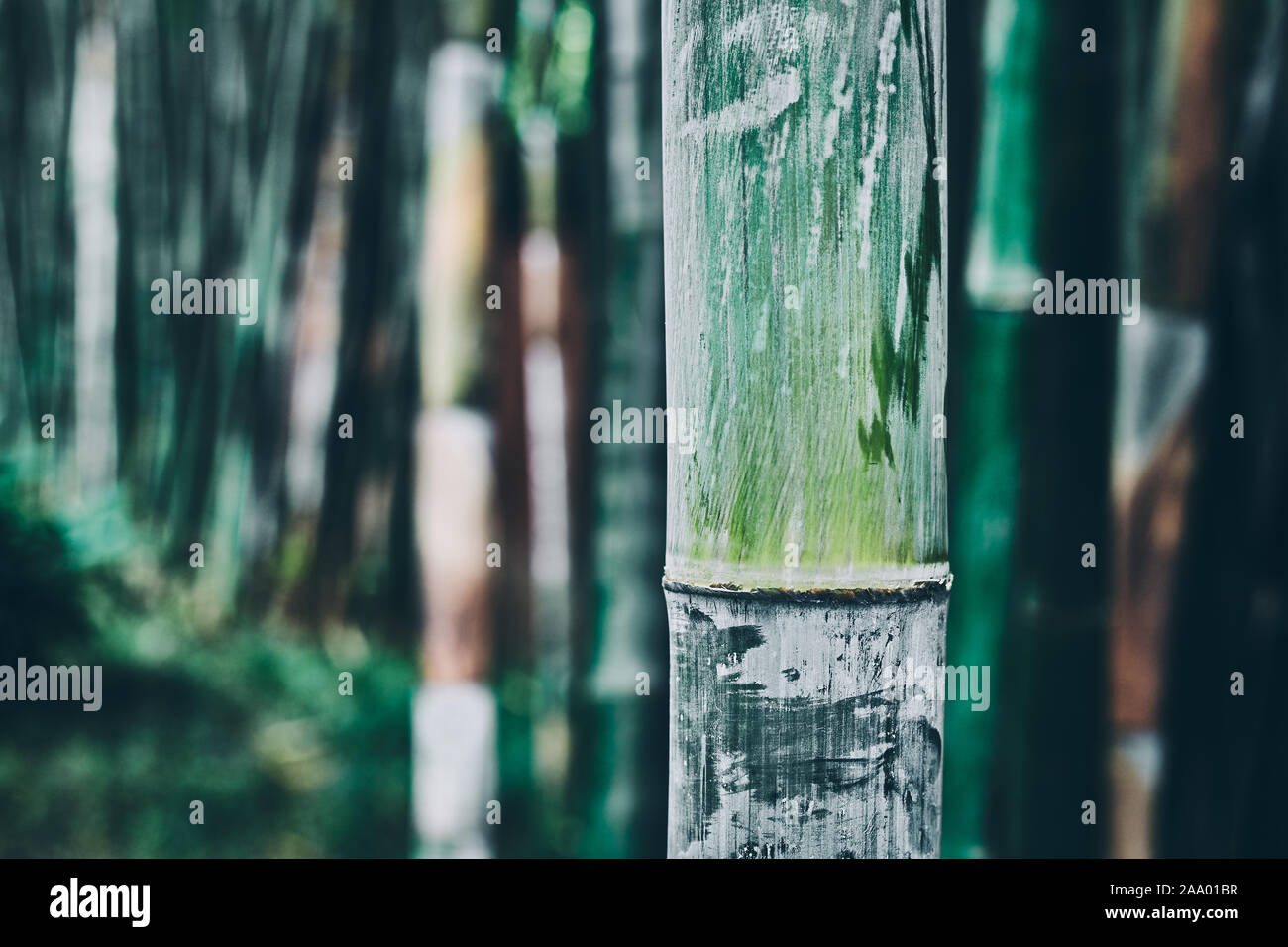 Close up picture of a bamboo stalk, oriental background, color toning applied. Stock Photo