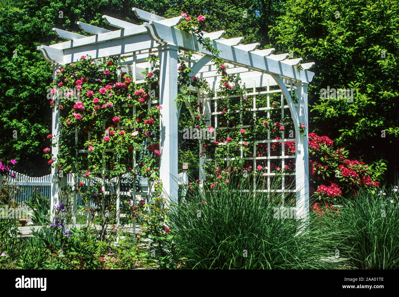 White English arbor with red garden roses, colourful rose garden, New Jersey, USA garden arch garden arbour US United States trellis fence Stock Photo