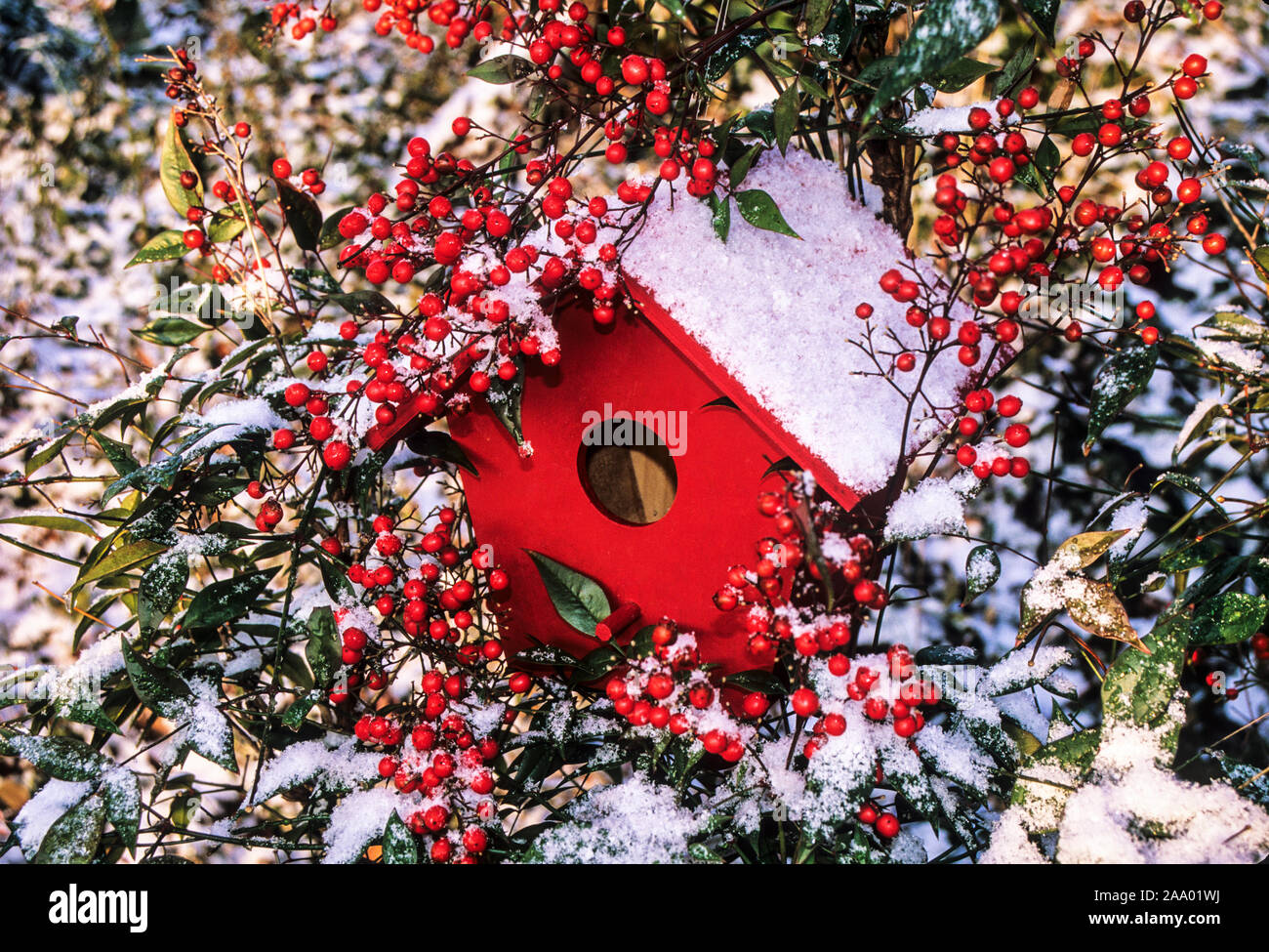 Red winter garden birdhouse abstract with snow and bamboo with red berries, New Jersey, USA, FS 18.29, 300ppi in  nest boxes US snowstorm Stock Photo