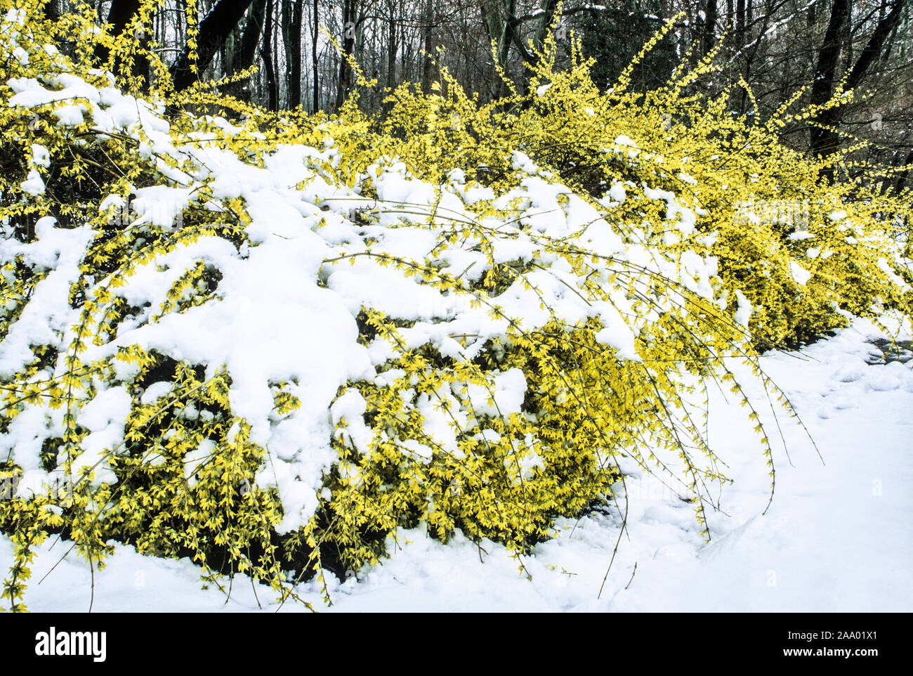 Snow covered yellow Forsythia, forsythie, Sayen gardens, Mercer County