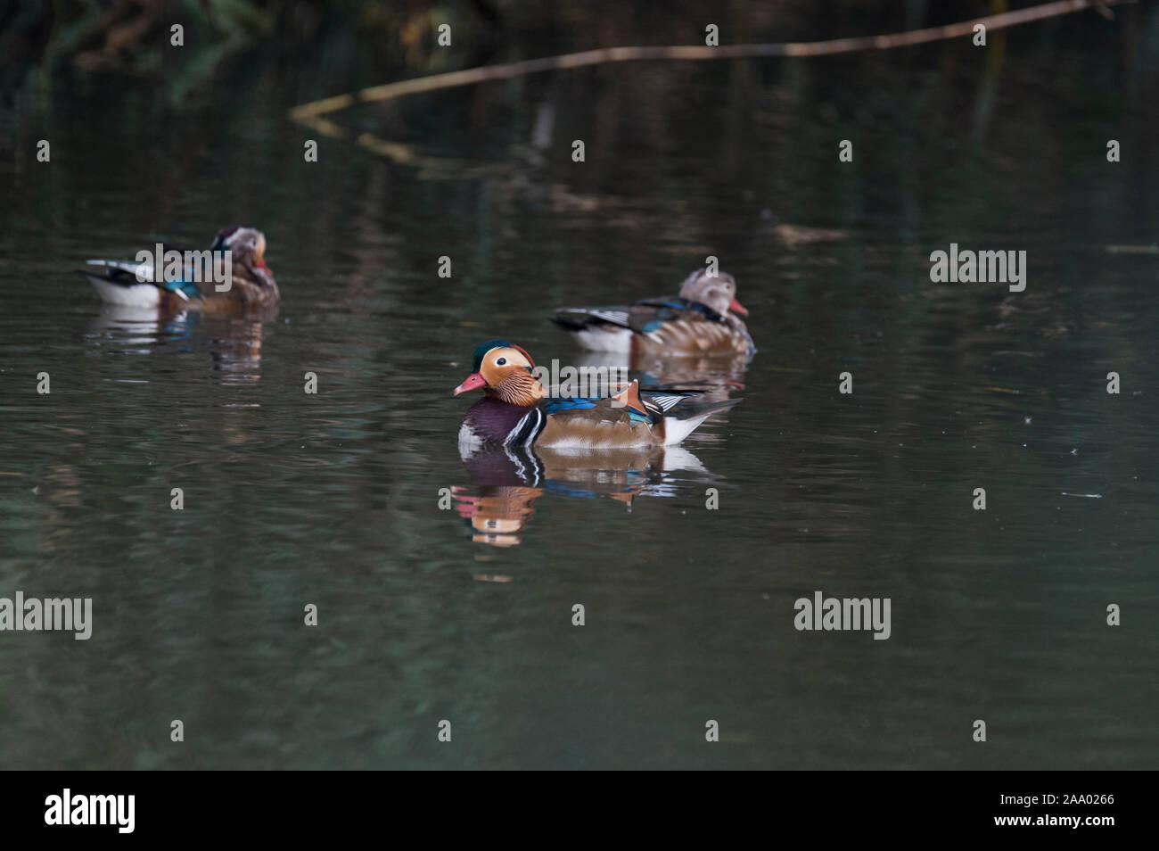 Swimming drake Mandarin Duck (Aix galericulata) Stock Photo