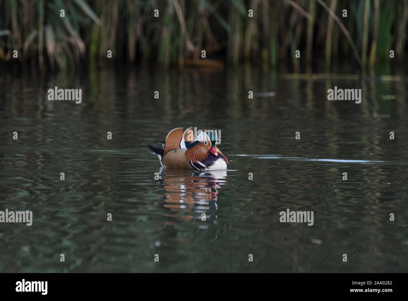 Displaying drake Mandarin Duck (Aix galericulata) Stock Photo
