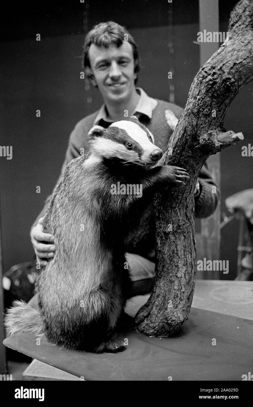 Taxidermy stuffed badger 1980s Stock Photo