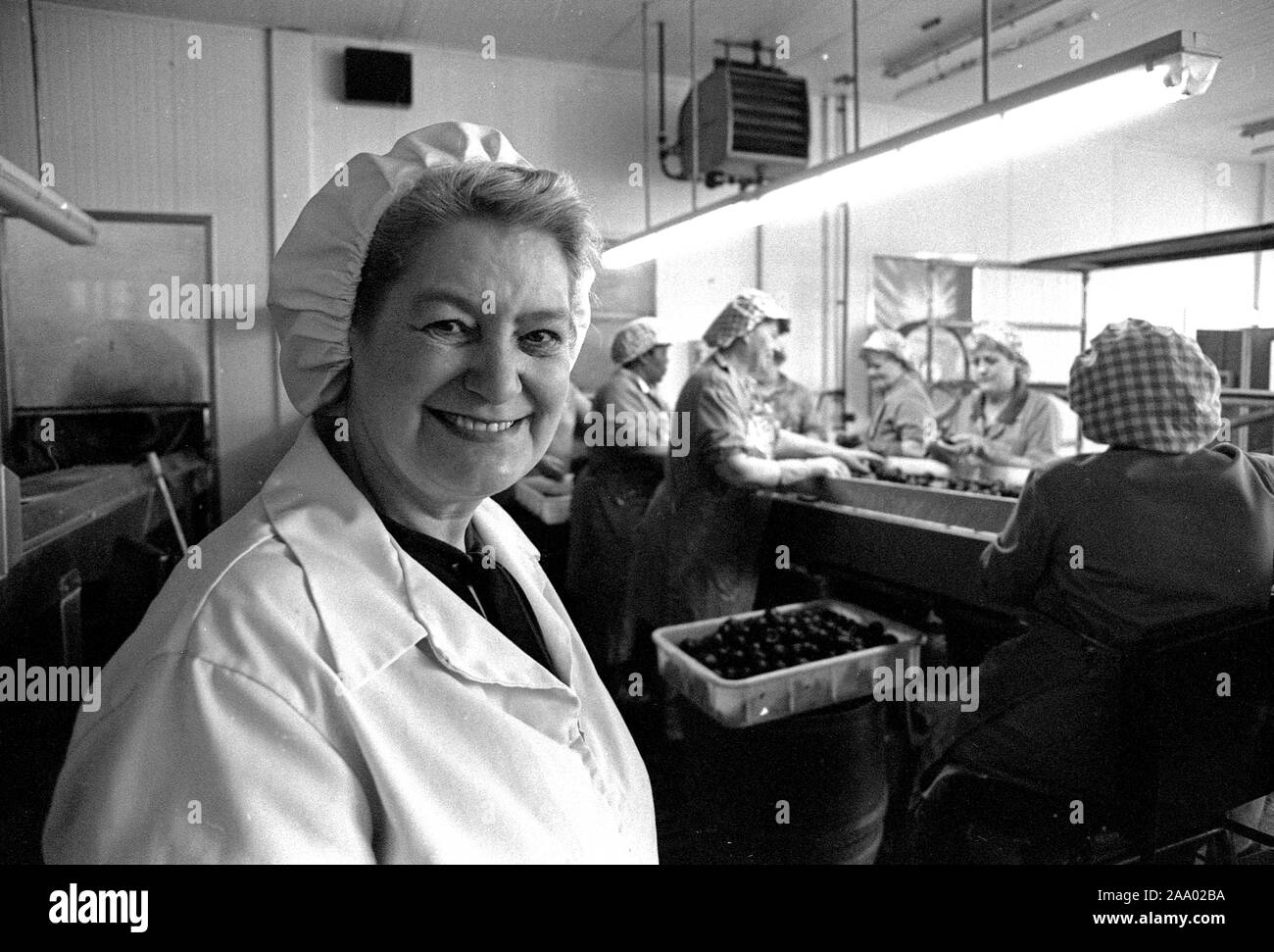 Chocolate confectionery workers on the production line in York, England, Uk 1985 Stock Photo
