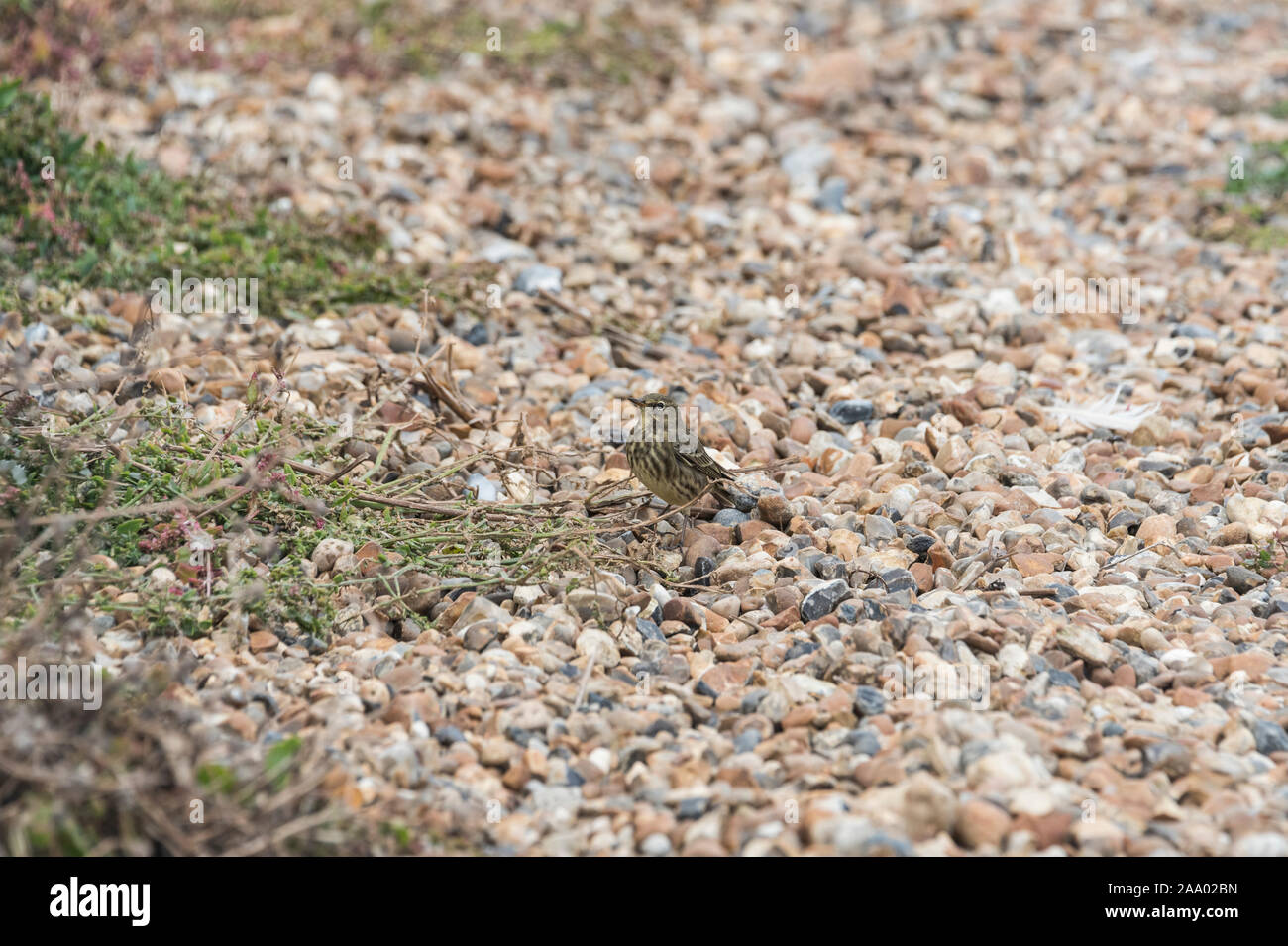 Foraging On Rocks Foraging Rock Pipit (Anthus petrosus Stock Photo - Alamy