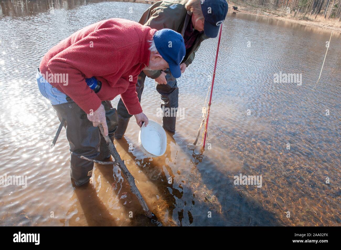 Full-length shot of Charlie Stine, an Ecologist at the Johns Hopkins University, bending over to skein water as he works with a colleague in Massey Pond, Kent County, Maryland, March 22, 2009. From the Homewood Photography Collection. () Stock Photo