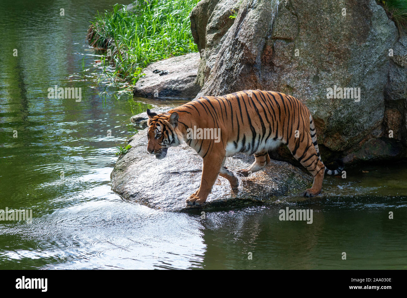 Tigers in Berlin Zoo / Zoological Garden in Berlin, Germany Stock Photo
