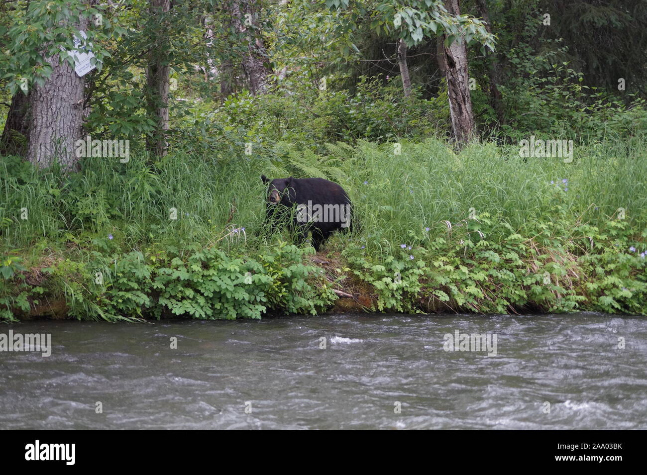 Black Bear main image 0