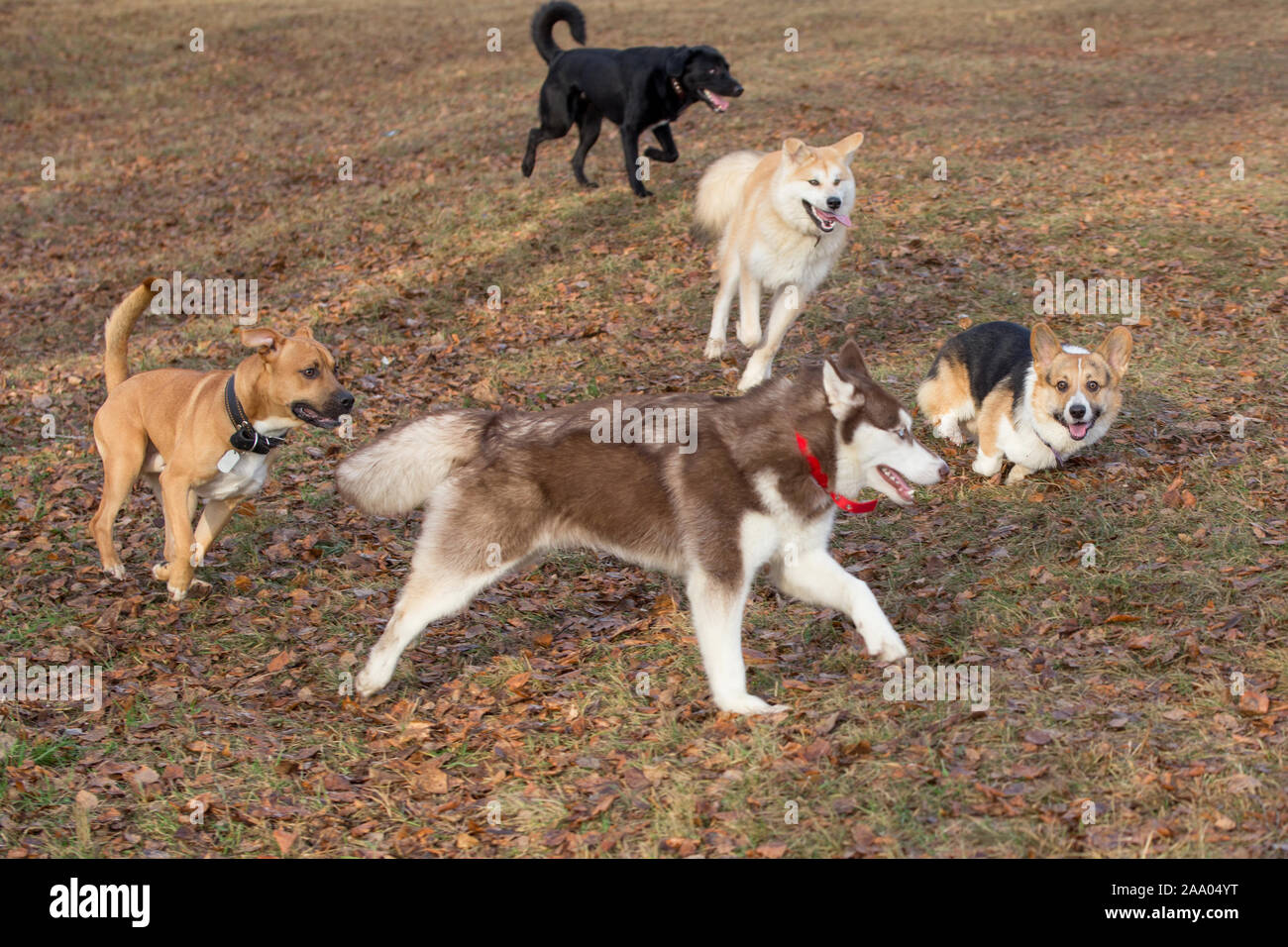 Siberian husky, american pit bull terrier, akita inu, labrador