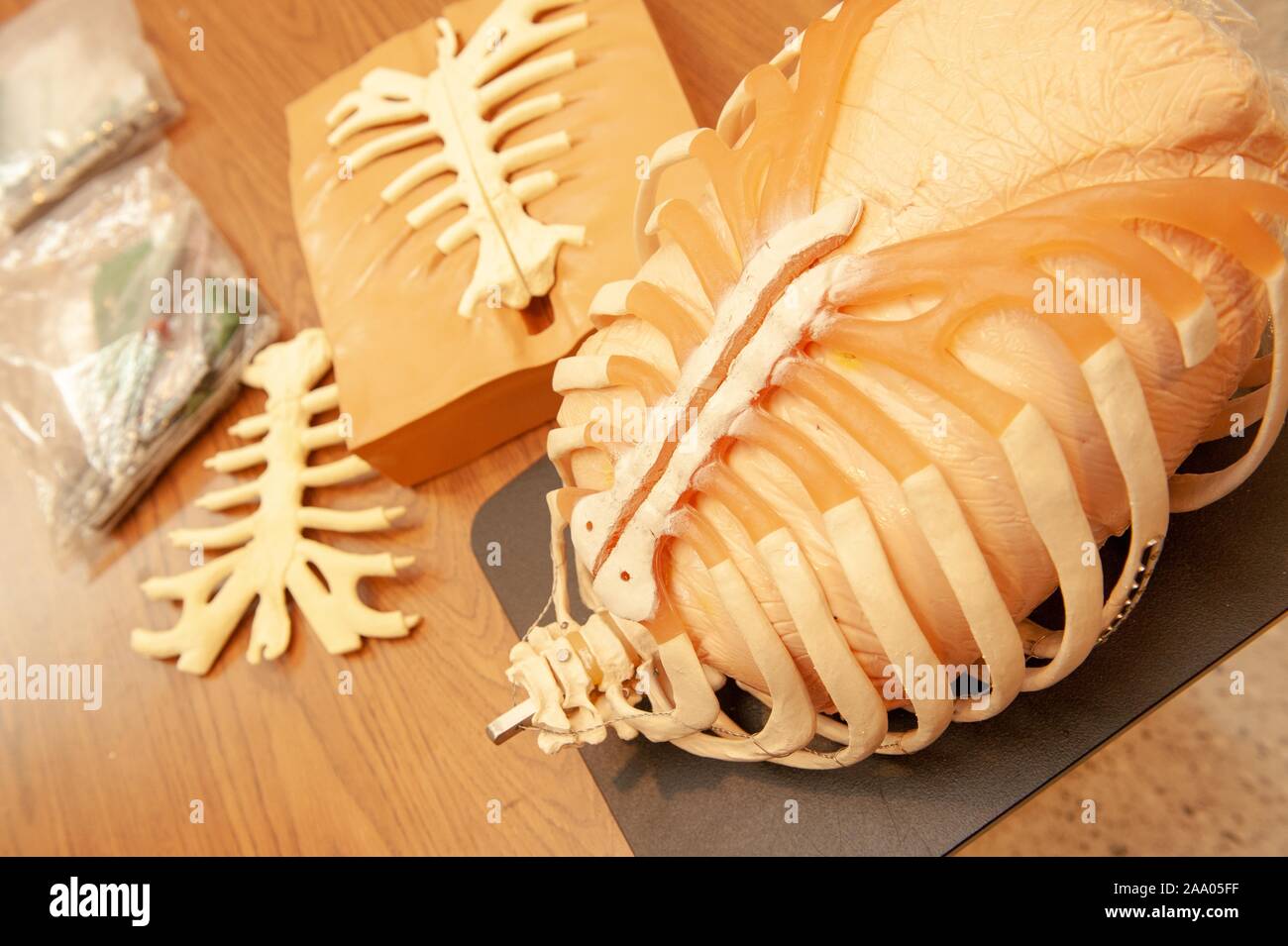 Anatomical models of the human torso with bone structure are visible