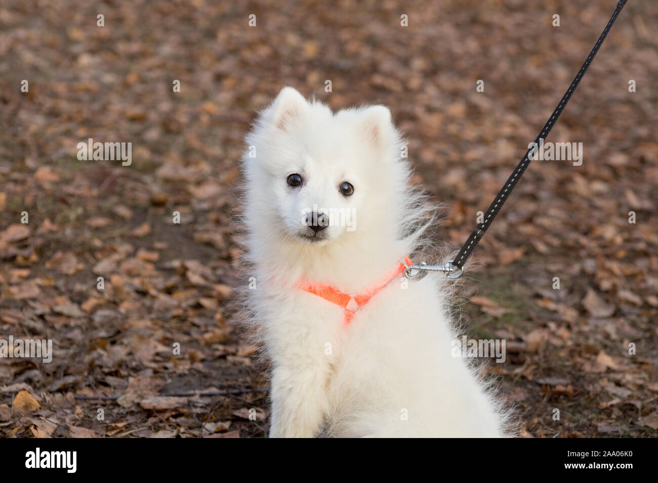 Cute japanese spitz puppy is looking at the camera. Pet animals. Purebred dog. Stock Photo