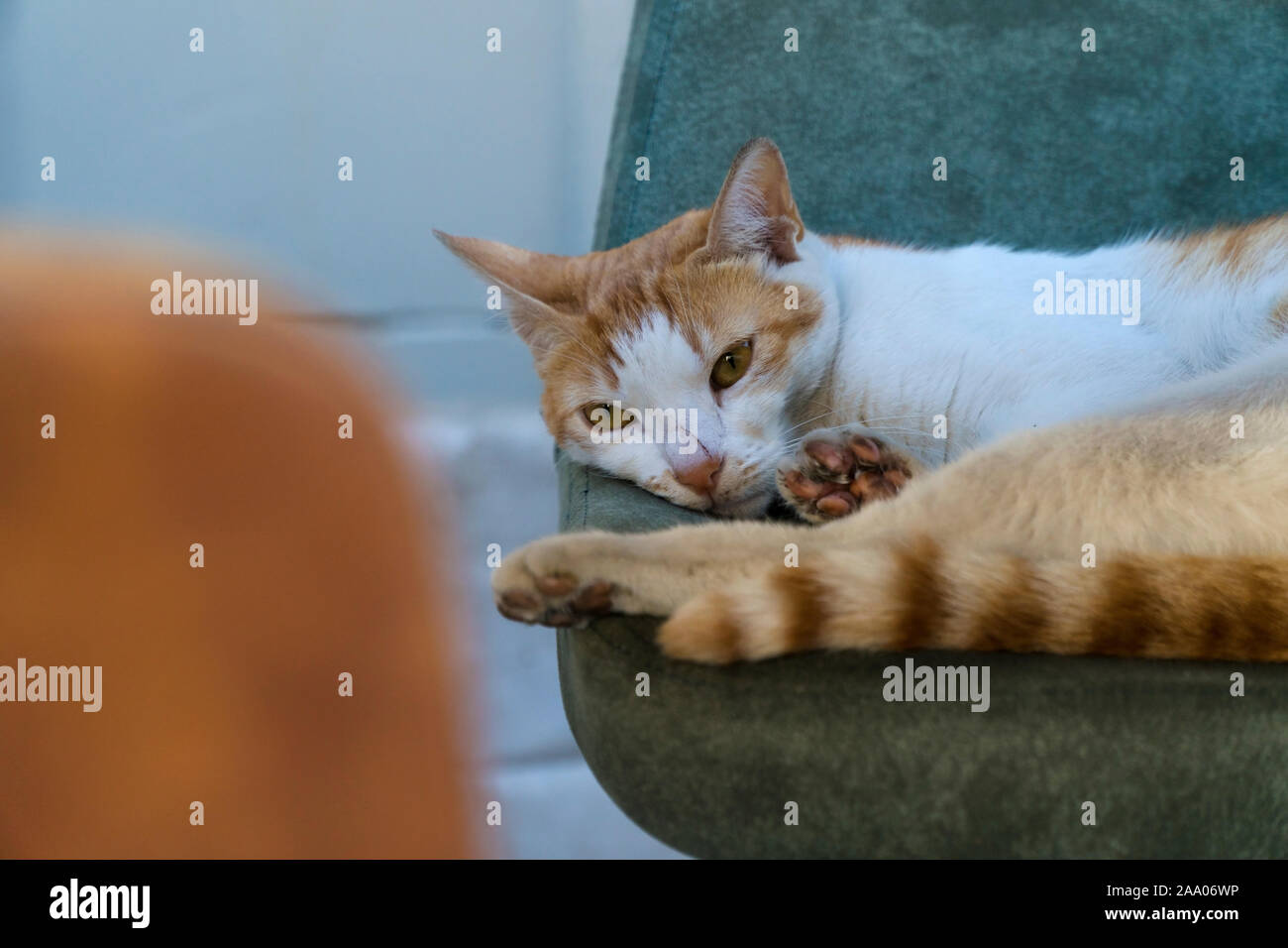 A scratched nosed ginger stray cat is lying down on a chair Stock Photo