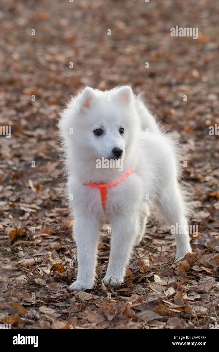 Cute japanese spitz puppy in beautiful dog collar is standing in the autumn  park. Pet animals. Purebred dog Stock Photo - Alamy