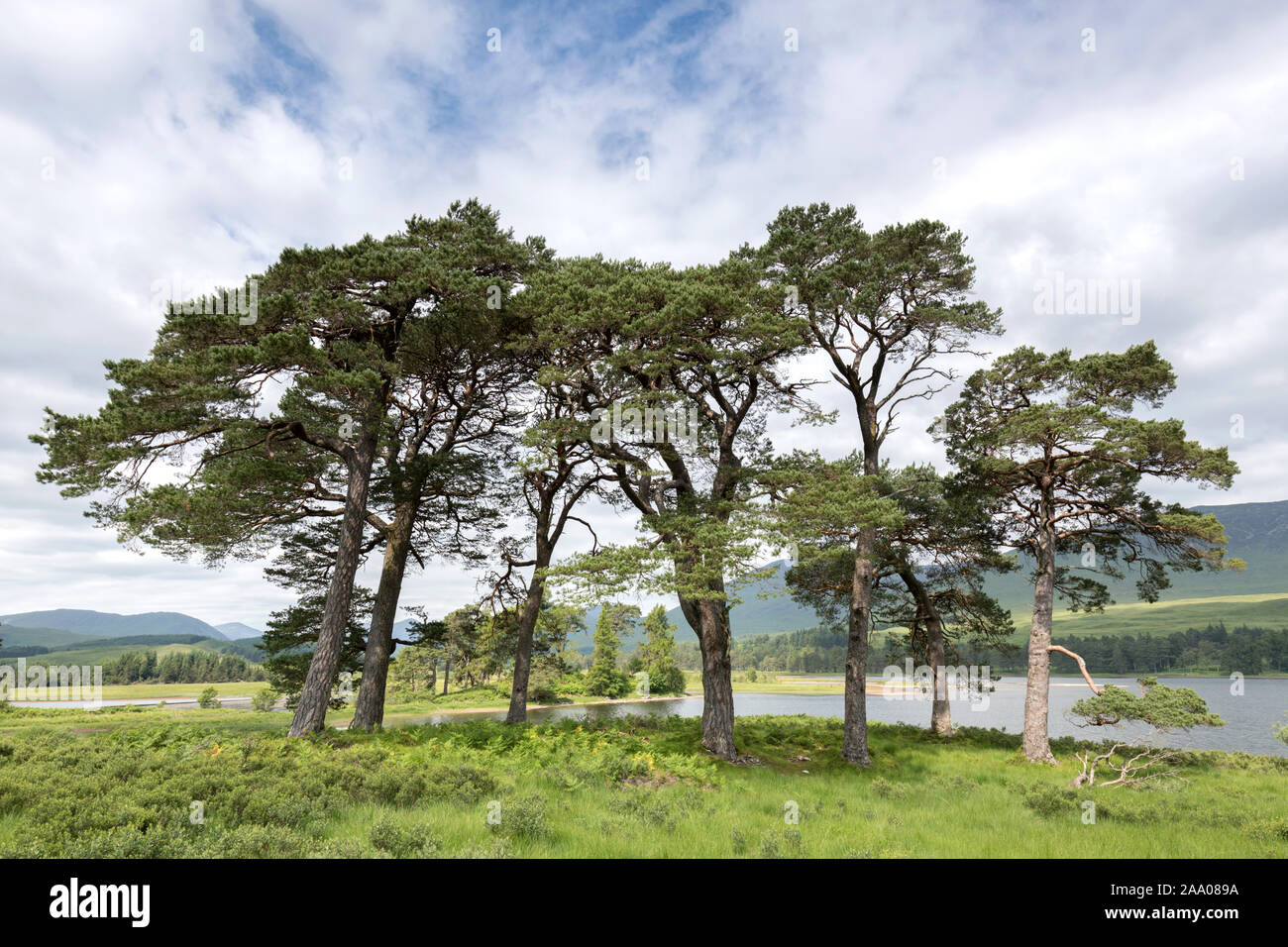 Group of Scots Pines at Loch Tulla, Scotland Stock Photo