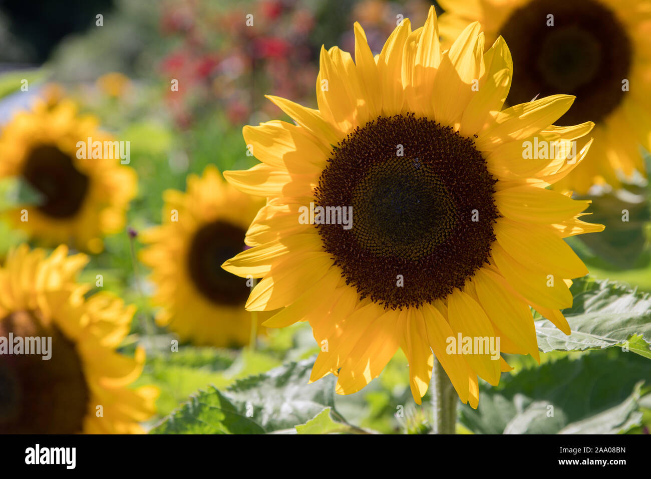 Sunflower head in garden, UK Stock Photo
