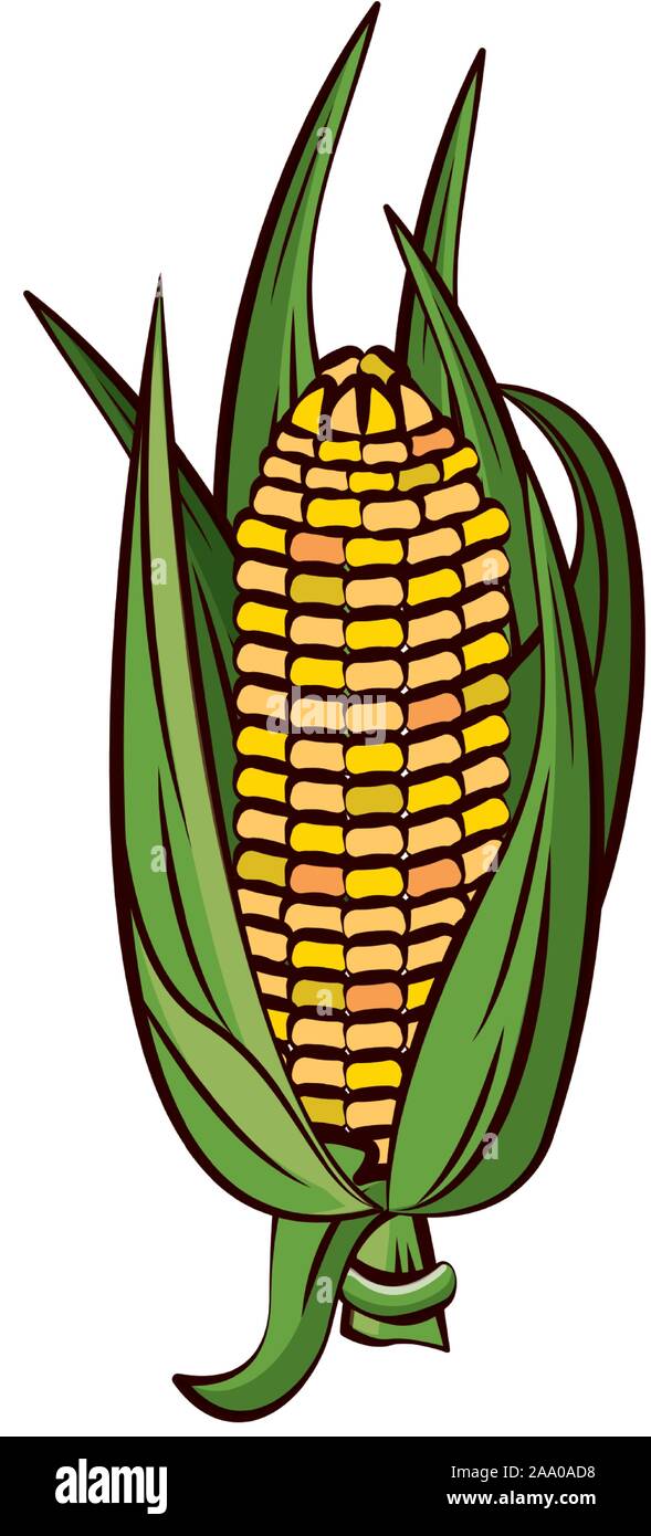 corn cob vegetable thanksgiving icon Stock Vector Image & Art - Alamy