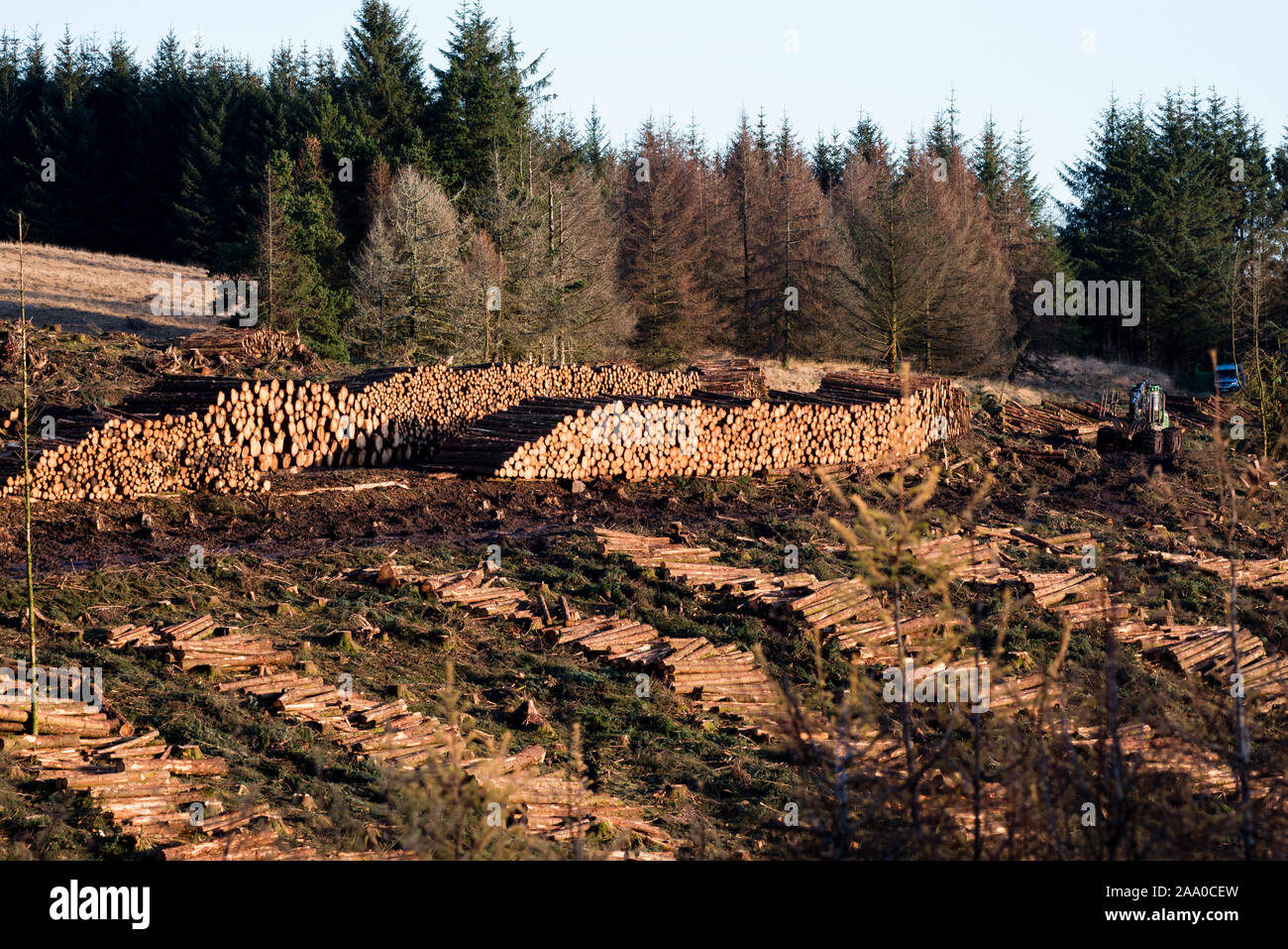 Harvesting trees at Blaen Llia Forest, Brecon Beacons National Park, Wales. Stock Photo