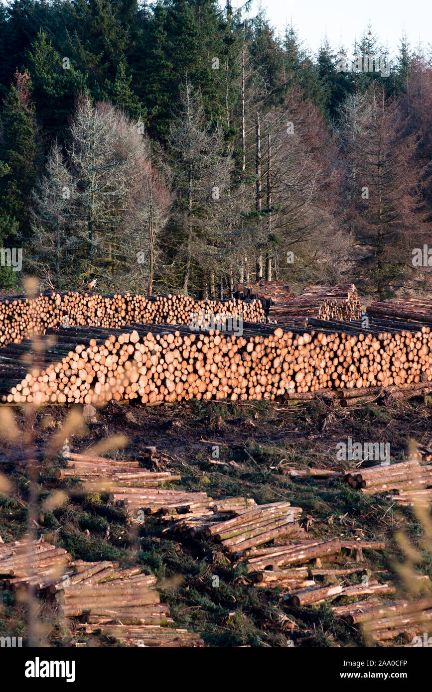 Harvesting trees at Blaen Llia Forest, Brecon Beacons National Park, Wales. Stock Photo